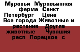 Муравьи, Муравьинная ферма. Санкт-Петербург. › Цена ­ 550 - Все города Животные и растения » Другие животные   . Чувашия респ.,Порецкое. с.